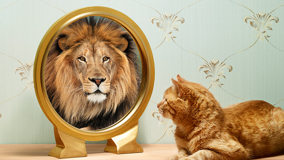201405-omag-lion-949x534
